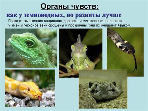 Класс Пресмыкающиеся (Рептилии) - презентация онлайн