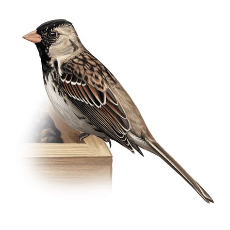 Identification Guide to the Winter Sparrows at Your Feeder | All About