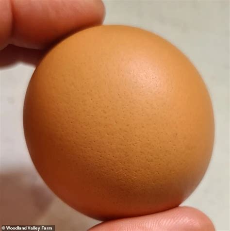 Round egg: Poultry farmer makes a stunning 'one in a billion' discovery ...