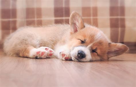 corgi sleep     normal   worry