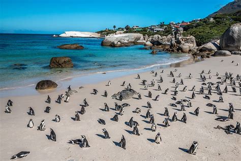 Boulders Beach Cape Town - Secret Cape Town