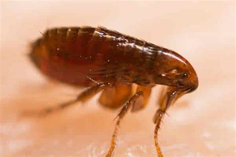 Flea and Tick Control | GreenGrass Lawn Care