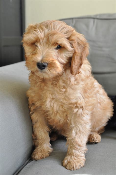 The 14 Different Colors of the Australian Labradoodle