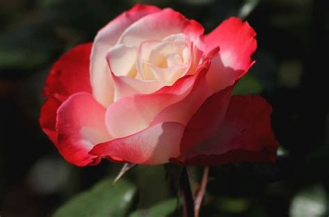 Алеют розы ярко (с) | Flowers, Rose, Plants