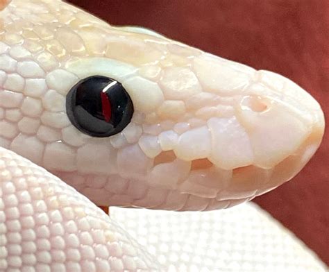 Lets see them pretty ball python eyes - Ball Pythons - MorphMarket ...