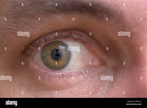 retina  res stock photography  images alamy
