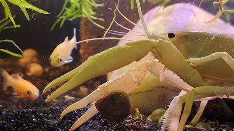 How do you know that your Crayfish is super chill? When their perfectly