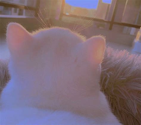 Gambar Kucing Aesthetic Pinterest : Kucing Ini Memiliki Bulu Yang Lucu ...