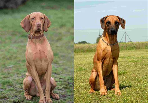 Vizsla Vs Rhodesian Ridgeback: The Facts - Depend On Dogs