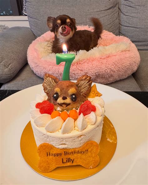 桜木 ひな | ♡🎂♡ Rionに引き続き Lillyも7才を迎えました🎂🐶💕 天真爛漫なLillyが大好きだよ ️ いつも癒しをありがとう🌟