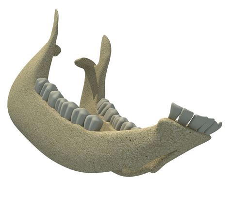 Животная челюсть 3D Модель $29 - .xsi .lwo .c4d .3ds .max .obj - Free3D