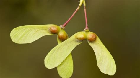 Maple trees provide more than just syrup | CBC News