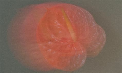 susurro
