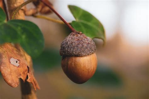 close   acorn  tree  stock photo