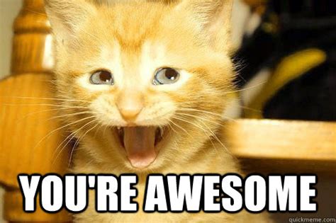 You're awesome - Awesome Cat - quickmeme