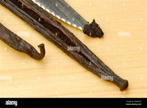 Vanilla beans, vanilla pulp on the tip of a knife (Vanilla planifolia ...