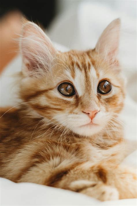 Cat Sneezing: Understanding why your cat is sneezing frequently