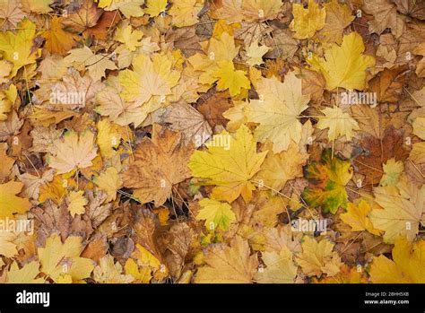 Acer platanoides leaves background Stock Photo - Alamy