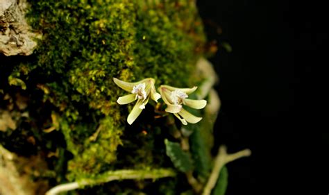 Dendrobium Cucumerinum