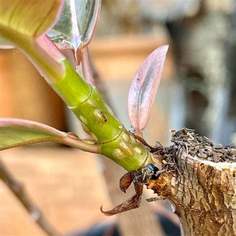 Identifying and Treating Scale on House Plants - Indoor Plant Addicts