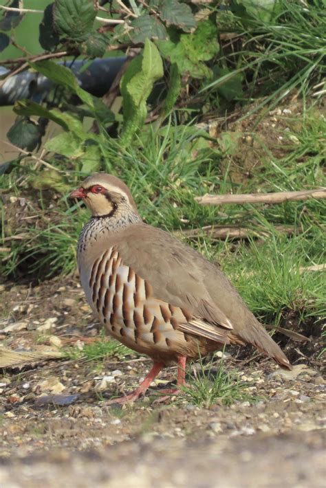 partridge birdforum
