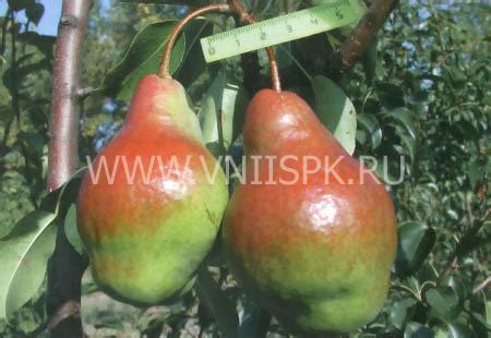 Груша, Сорт Яковлевская - ФГБНУ ВНИИСПК