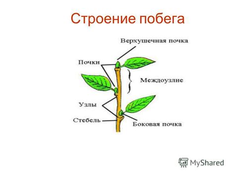 Презентация на тему: "Строение побега и почек. Побеги деревянистых ...
