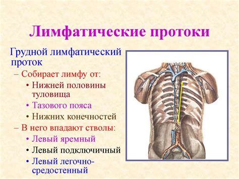 Функциональная анатомия лимфатической системы - презентация онлайн
