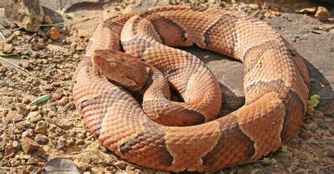 copperhead pictures az animals
