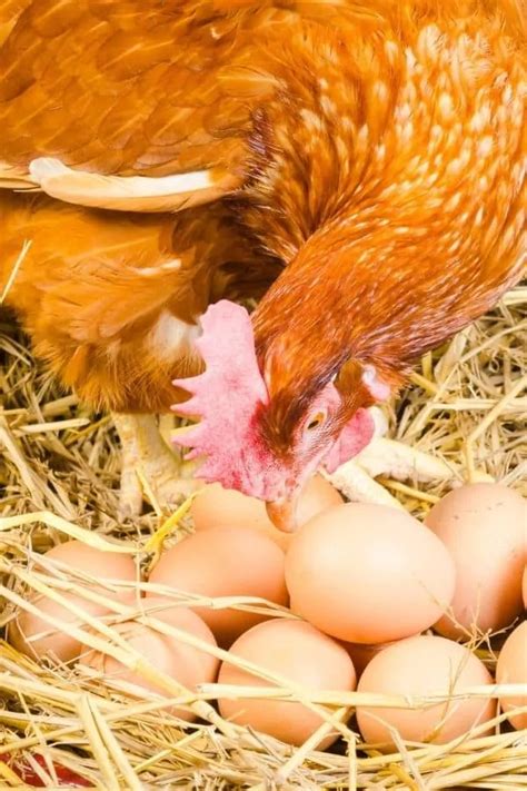The Best Chickens for Eggs (for eggs all year long) - Audrey's Little Farm