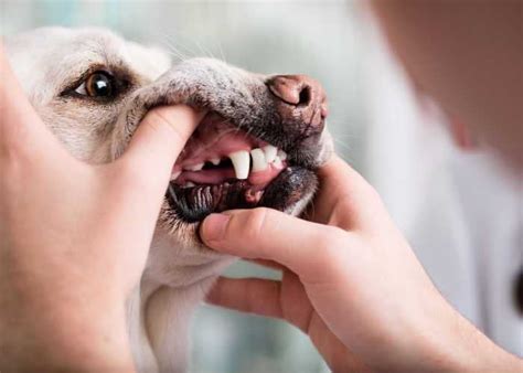 Melanoma in Dogs: Diagnosis and Treatment – Top Dog Tips