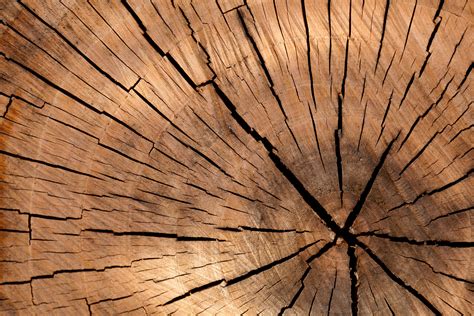 This new ‘super wood’ material is stronger than steel - MaterialDistrict