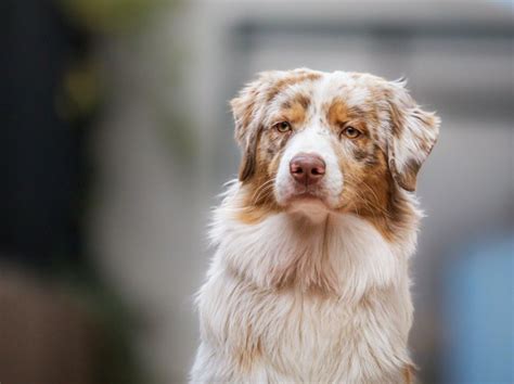 En 2022, le Berger australien demeure le chien préféré des Français