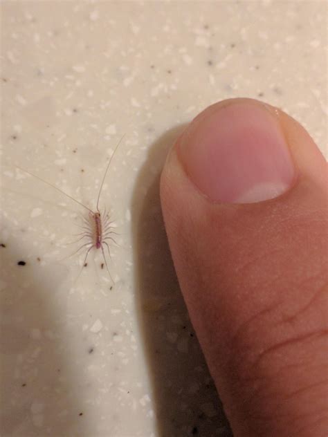 how to get rid of the house centipede 4