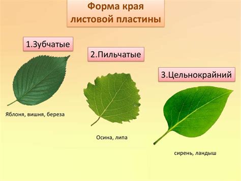 Строение листа. Жилкование листа. Листорасположение - online presentation