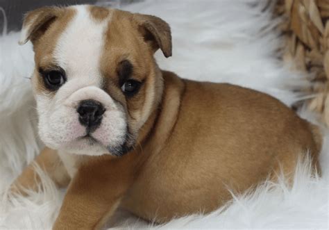puppies bulldog puppies newbies sugarplum bulldogs smaller english