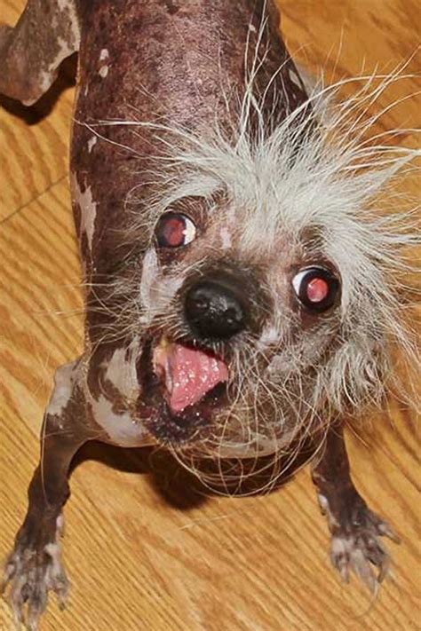 Ugliest Dog In The World 2025 Location - Sophia Noor
