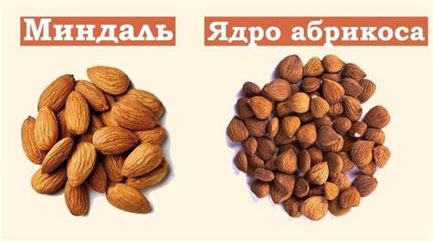Как отличить миндаль от абрикосовых косточек (11 отличий): фото ...