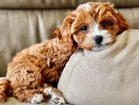 Cavapoo Temperament: See What To Expect | Premier Pups