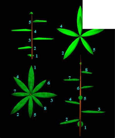 Fibonacci Sequence In Plants