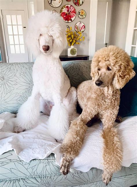 Two Poodles Sitting on a Couch