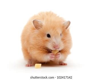 513 Hamster Eat Cheese Images, Stock Photos & Vectors | Shutterstock