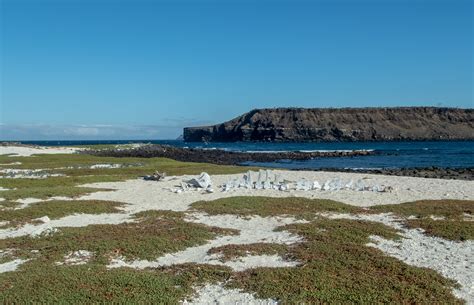 Mosquera Islet, Galapagos, June 11