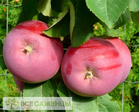 Цена на Яблоня колоновидная СОЛО - купить саженцы
