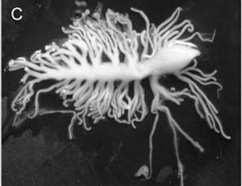 This Creature Is The Freakiest Thing You'll See All Day
