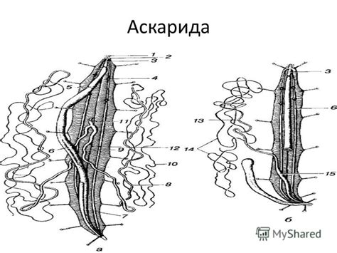 Презентация на тему: "Жұмыр құттар типі. Нағыз жұмыр құрт Аскарида ...