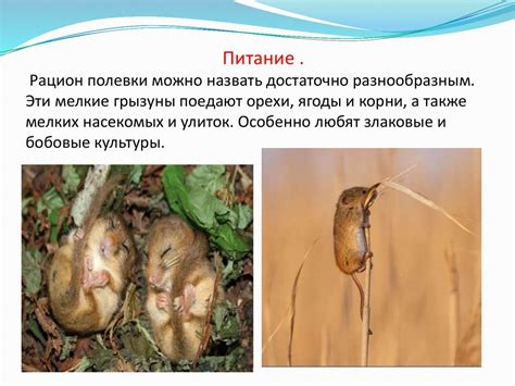Полевая мышь - презентация онлайн