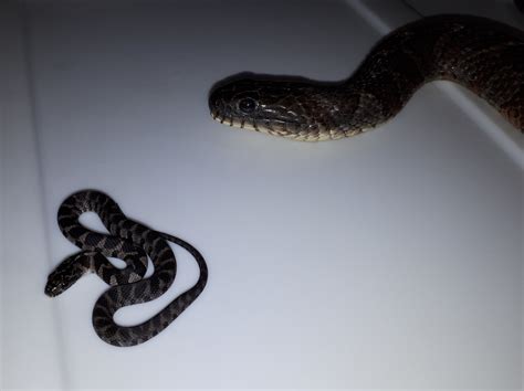 Sciensational Sssnakes added a... - Sciensational Sssnakes