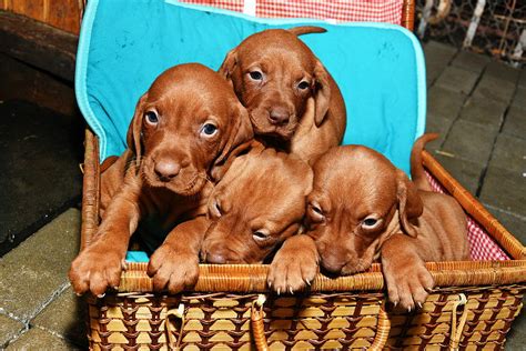 hungarian Vizsla dog puppy ,hungarian Vizsla dog puppy , Photograph by ...