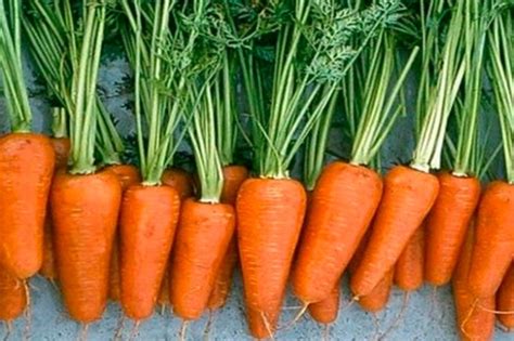 Морковь Шантане – классика и признанный эталон по урожайности
